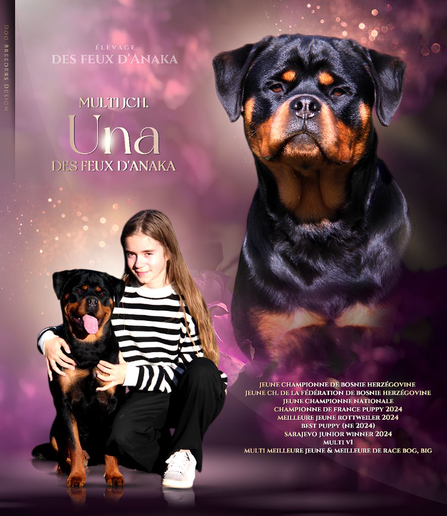 Una des feux d'Anaka Meilleur jeune rottweiler de france 2024