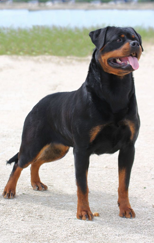 Sydney de feux d'Anaka Meilleur rottweiler de France 2024
