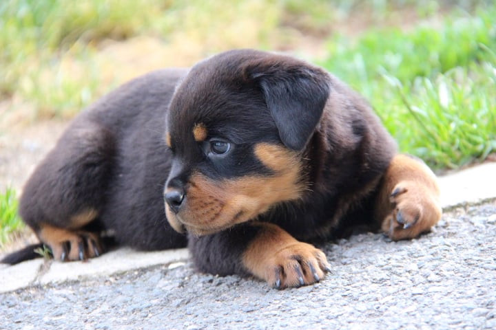 Des Feux D'Anaka - Chiots disponibles - Rottweiler