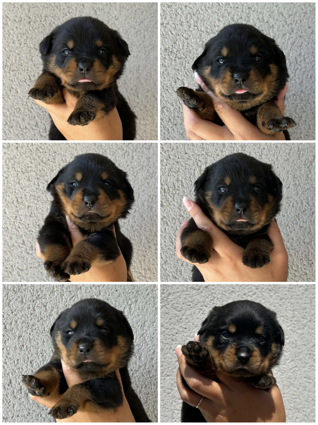 Chiot Rottweiler Des Feux D'Anaka