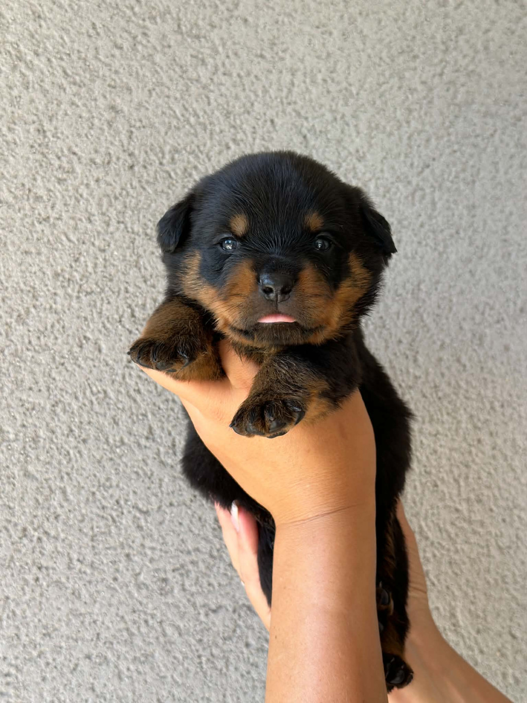 Des Feux D'Anaka - Chiots disponibles - Rottweiler