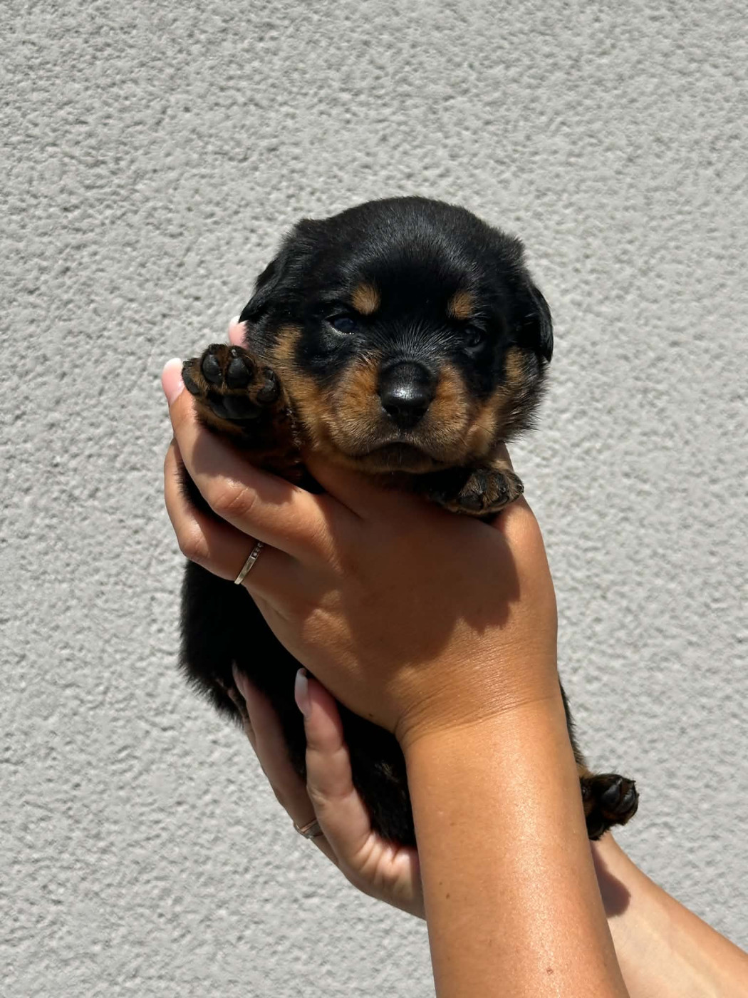 Des Feux D'Anaka - Chiots disponibles - Rottweiler