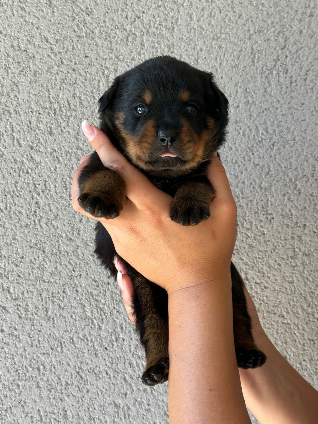 Des Feux D'Anaka - Chiots disponibles - Rottweiler