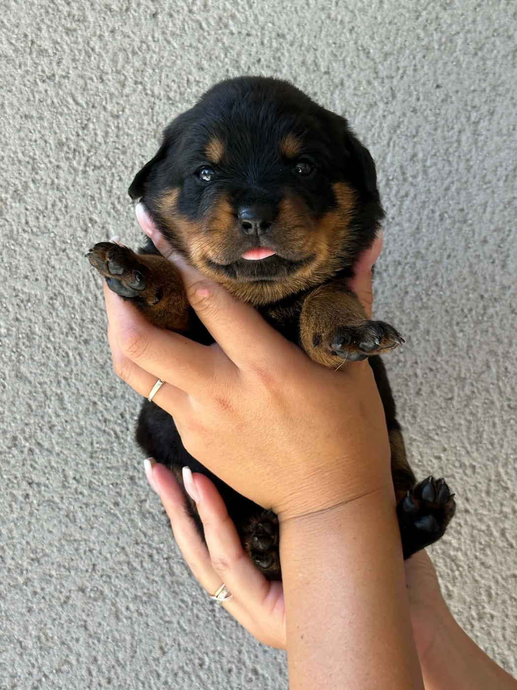 Des Feux D'Anaka - Chiots disponibles - Rottweiler