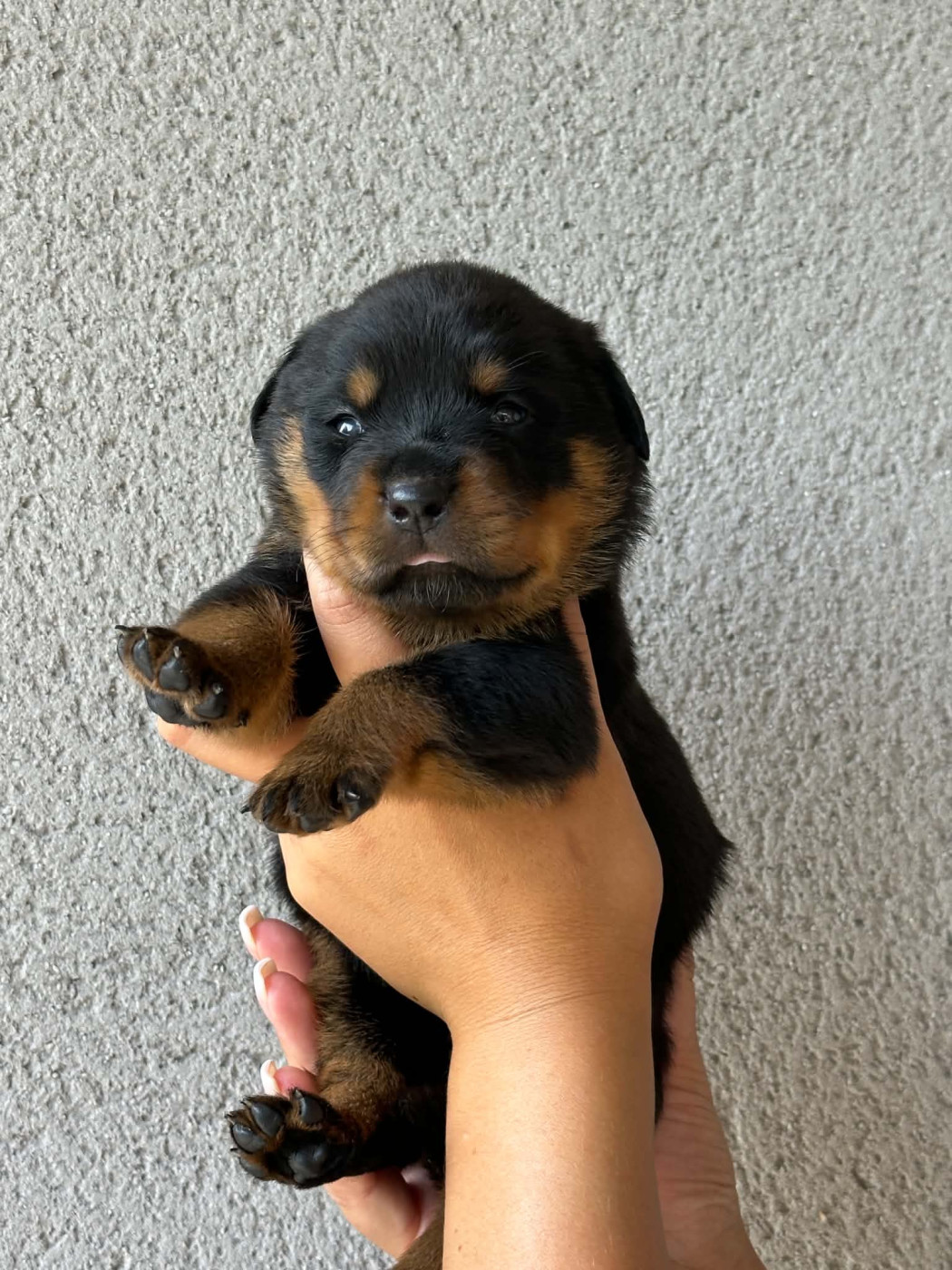 Des Feux D'Anaka - Chiots disponibles - Rottweiler