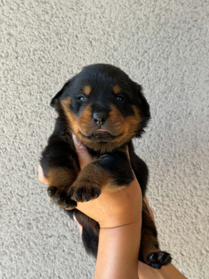 Chiot N°2