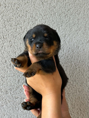 Chiot N°6